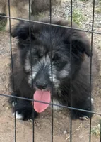 Claire, a female Aussiedoodle for sale in Porum, OK – Photo 1 of 3