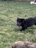 Claire, a female Aussiedoodle for sale in Porum, OK – Photo 2 of 3