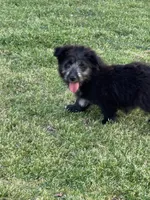 Claire, a female Aussiedoodle for sale in Porum, OK – Photo 3 of 3