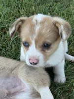 Ms Piggy, a female Cardigan Welsh Corgi and Pembroke Welsh Corgi for sale in Porum, OK – Photo 2 of 7