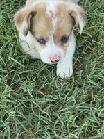 Ms Piggy, a female Cardigan Welsh Corgi and Pembroke Welsh Corgi for sale in Porum, OK – Photo 5 of 7