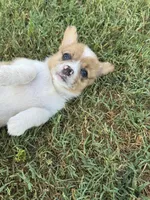 Ms Piggy, a female Cardigan Welsh Corgi and Pembroke Welsh Corgi for sale in Porum, OK – Photo 7 of 7