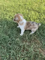 Ms Piggy, a female Cardigan Welsh Corgi and Pembroke Welsh Corgi for sale in Porum, OK – Photo 6 of 7