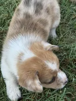 Ms Piggy, a female Cardigan Welsh Corgi and Pembroke Welsh Corgi for sale in Porum, OK – Photo 3 of 7