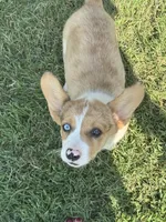 Ms Piggy, a female Cardigan Welsh Corgi and Pembroke Welsh Corgi for sale in Porum, OK – Photo 1 of 7