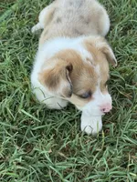 Ms Piggy, a female Cardigan Welsh Corgi and Pembroke Welsh Corgi for sale in Porum, OK – Photo 4 of 7