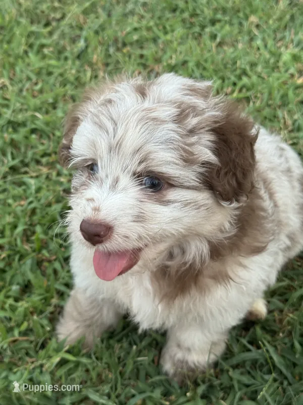 Raine – Miniature Aussiedoodle puppy for sale in Porum, OK