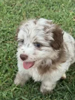 Raine, a female Miniature Aussiedoodle for sale in Porum, OK – 1 of 10