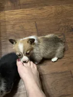 Freya, a female Pembroke Welsh Corgi for sale in Porum, OK – Photo 6 of 6