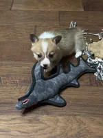 Freya, a female Pembroke Welsh Corgi for sale in Porum, OK – Photo 3 of 6