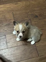 Freya, a female Pembroke Welsh Corgi for sale in Porum, OK – Photo 1 of 6