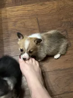 Freya, a female Pembroke Welsh Corgi for sale in Porum, OK – Photo 5 of 6