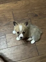 Freya, a female Pembroke Welsh Corgi for sale in Porum, OK – Photo 4 of 6