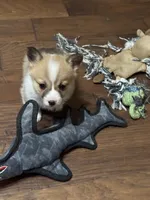 Freya, a female Pembroke Welsh Corgi for sale in Porum, OK – Photo 2 of 6