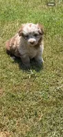 Pancake, a female Miniature Aussiedoodle for sale in Porum, OK – 5 of 6