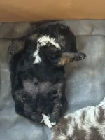 Waffles, a male Miniature Aussiedoodle for sale in Porum, OK – 2 of 5