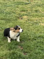 Dexter, a male Cardigan Welsh Corgi and Pembroke Welsh Corgi for sale in Porum, OK – Photo 4 of 5