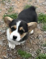 Dexter, a male Cardigan Welsh Corgi and Pembroke Welsh Corgi for sale in Porum, OK – Photo 2 of 5