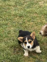 Dexter, a male Cardigan Welsh Corgi and Pembroke Welsh Corgi for sale in Porum, OK – Photo 3 of 5