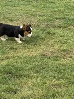 Dexter, a male Cardigan Welsh Corgi and Pembroke Welsh Corgi for sale in Porum, OK – Photo 5 of 5