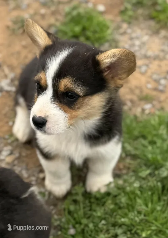 Dexter – Cardigan Welsh Corgi, Pembroke Welsh Corgi puppy for sale in Porum, OK