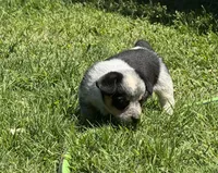 Bella, a male Australian Cattle Dog for sale in Porum, OK – Photo 5 of 5