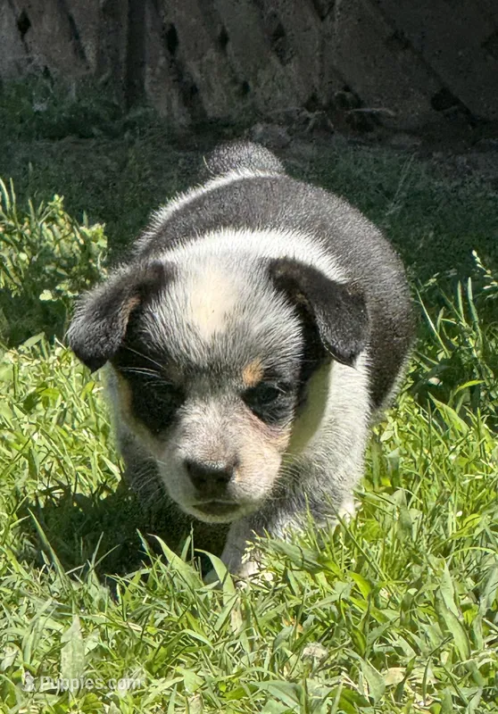 Bella – Australian Cattle Dog puppy for sale in Porum, OK