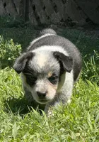 Bella, a male Australian Cattle Dog for sale in Porum, OK – Photo 1 of 5