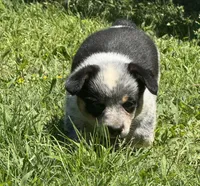 Bella, a male Australian Cattle Dog for sale in Porum, OK – Photo 4 of 5