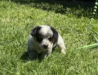 Bella, a male Australian Cattle Dog for sale in Porum, OK – Photo 3 of 5