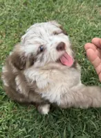 Raine, a female Miniature Aussiedoodle for sale in Porum, OK – 4 of 10