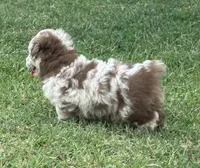 Raine, a female Miniature Aussiedoodle for sale in Porum, OK – 3 of 10