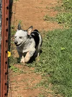 Sassy, a female Australian Cattle Dog for sale in Porum, OK – 8 of 9