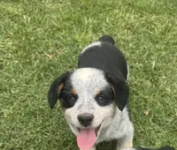 Bella, a male Australian Cattle Dog for sale in Porum, OK – 6 of 9