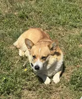 Rambling saint gusto, a male Pembroke Welsh Corgi for sale in Porum, OK – 10 of 10