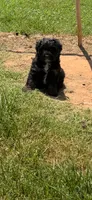 Waffles, a male Miniature Aussiedoodle for sale in Porum, OK – 4 of 5