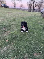 Pearl, a male Pembroke Welsh Corgi and Aussiedoodle for sale in Porum, OK – Photo 3 of 3