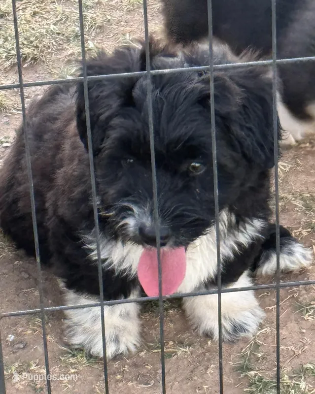 Pearl, a male Pembroke Welsh Corgi and Aussiedoodle for sale in Porum, OK – Photo 1 of 3