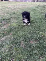 Pearl, a male Pembroke Welsh Corgi and Aussiedoodle for sale in Porum, OK – Photo 2 of 3