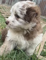 Rain, a female Miniature Aussiedoodle for sale in Porum, OK – 2 of 5