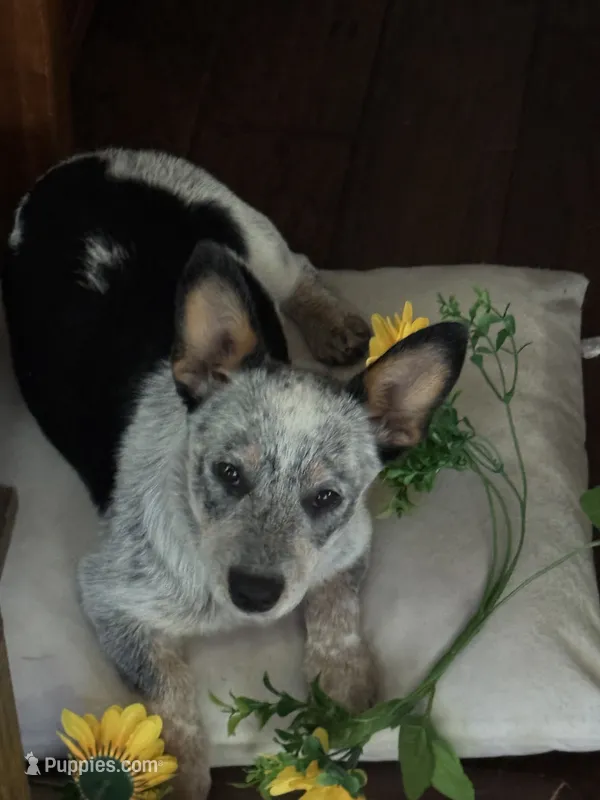 Sassy – Australian Cattle Dog puppy for sale in Porum, OK