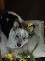 Sassy, a female Australian Cattle Dog for sale in Porum, OK – 1 of 10