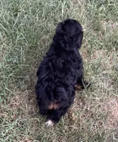 Puddles, a male Miniature Aussiedoodle for sale in Porum, OK – 7 of 10