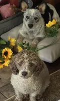 Sassy, a female Australian Cattle Dog for sale in Porum, OK – 4 of 10