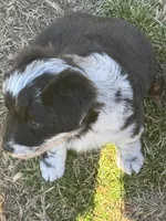 Rags, a male Pembroke Welsh Corgi and Aussiedoodle for sale in Porum, OK – Photo 2 of 3