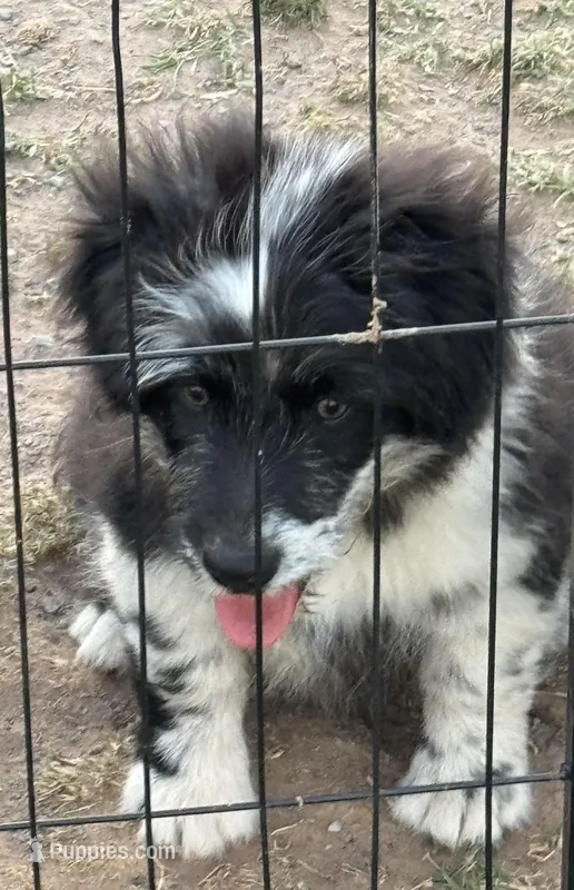 Rags – Pembroke Welsh Corgi, Aussiedoodle puppy for sale in Porum, OK