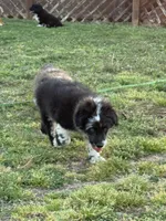 Rags, a male Pembroke Welsh Corgi and Aussiedoodle for sale in Porum, OK – Photo 3 of 3