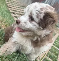 Raine, a female Miniature Aussiedoodle for sale in Porum, OK – 6 of 10