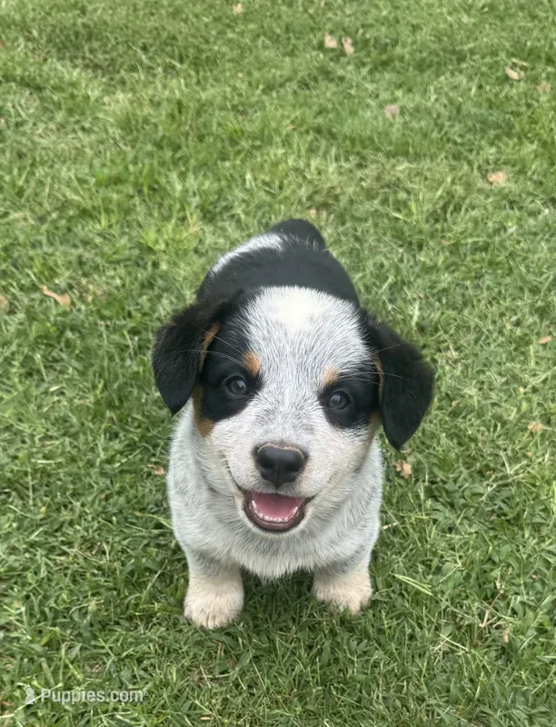 Bella – Australian Cattle Dog puppy for sale in Porum, OK