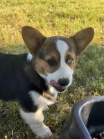 Denim, a male Cardigan Welsh Corgi and Pembroke Welsh Corgi for sale in Porum, OK – Photo 7 of 10